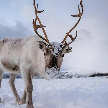 Arctic Luxe Horizon L Sea View L Balcony Tromsø
