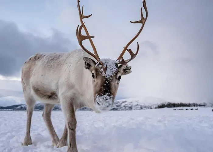 Arctic Luxe Horizon L Sea View L Balcony Tromsø